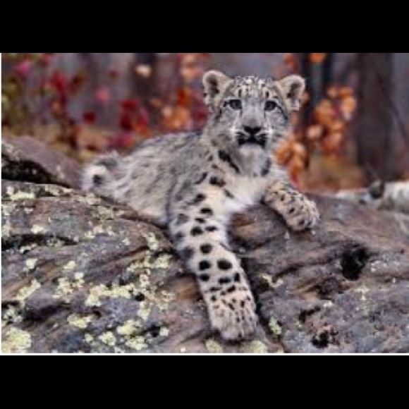 Hunter Shoes - Hunter boots size 8